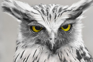 Lazy Owl Image
